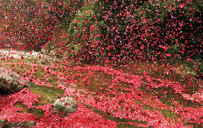 pluie-8-millions-petales-fleurs-sony
