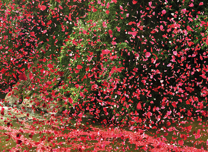 pluie-8-millions-petales-fleurs-sony