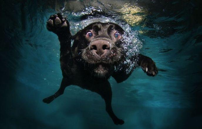 portraits-chiens-sous-eau