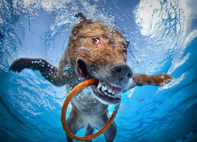 portraits-chiens-sous-eau