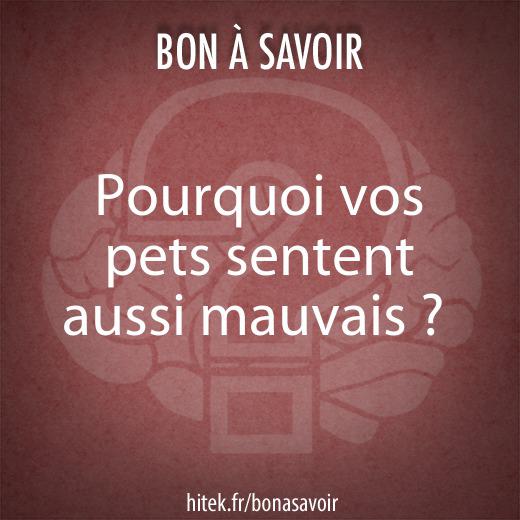 Pourquoi Vos Pets Sentent Aussi Mauvais Et Comment Y Remedier