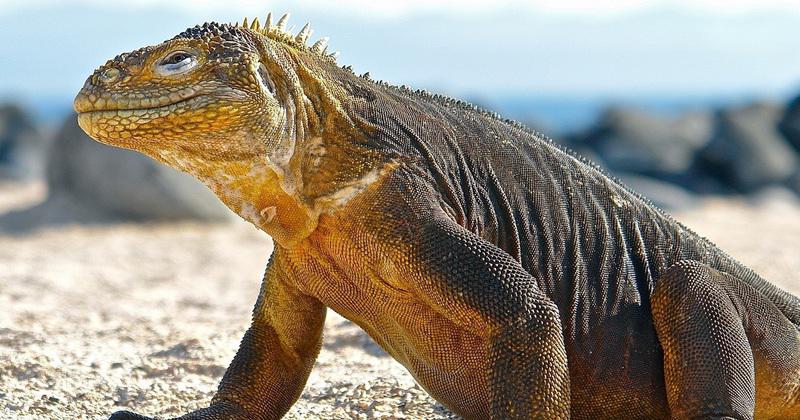 Le sang du dragon de Komodo plus efficace que les antibiotiques