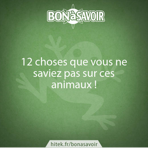 12 choses que vous ne saviez peut-être pas sur ces animaux !