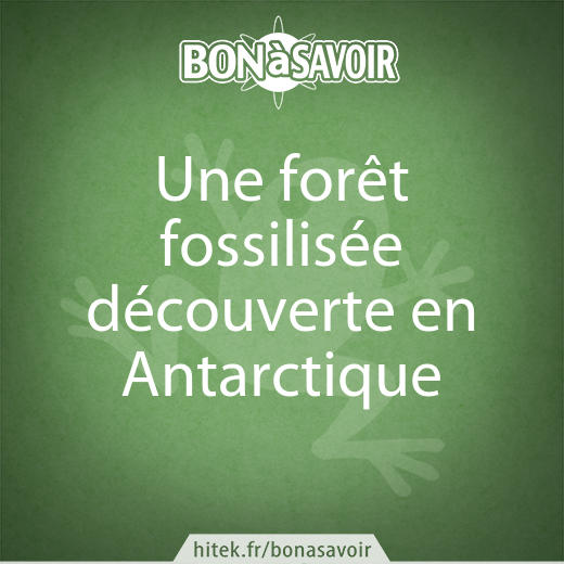 Une forêt fossilisée découverte en Antarctique