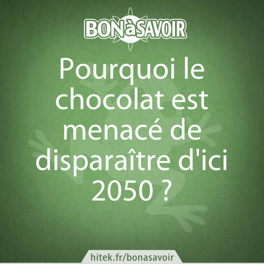 Pourquoi le chocolat est menacé de disparaître d'ici 2050 ?