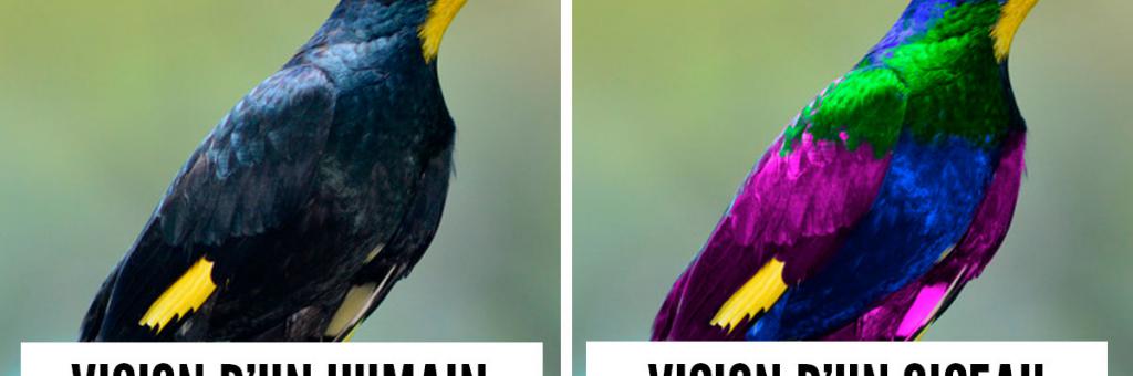 Les Oiseaux Ont Une Vision Très Différente De La Nôtre