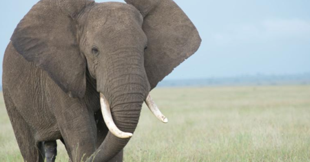 Pourquoi les éléphants d'Afrique ont-ils des rides sur leur peau ?