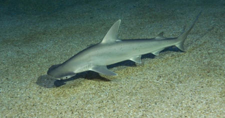 Le requin-marteau tiburo est le seul requin connu à être omnivore