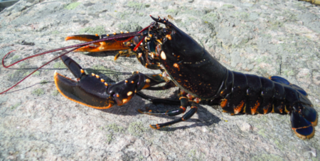 Ce homard avec le logo Pepsi tatoué sur une de ses pinces montre l'état de pollution de nos mers !