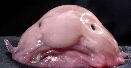 Le blobfish ne ressemble pas du tout à ce ramassis de gelée dans son milieu naturel