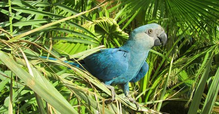 L'espèce de perroquet qui a inspiré le film Rio est éteinte dans la nature