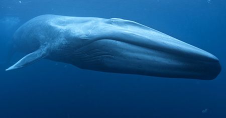 Les scientifiques parviennent à mesurer la fréquence cardiaque d'une baleine bleue