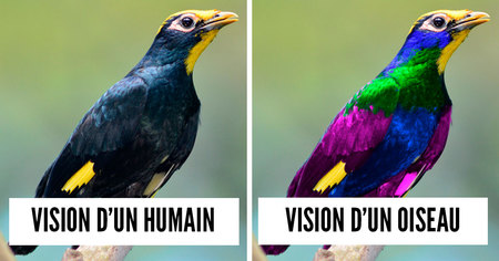 Les oiseaux ont une vision très différente de la nôtre