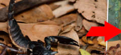 Voici le plus gros arachnide de l'histoire de la Terre, et ce n'est pas une araignée