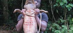 Au Gabon, on peut trouver des crocodiles mutants oranges