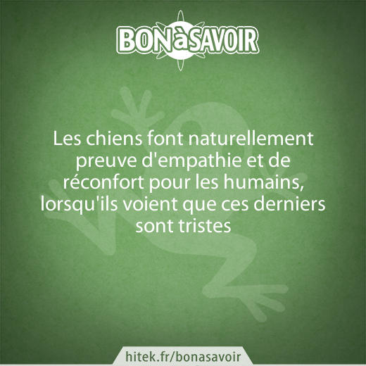 Les chiens réconfortent les humains naturellement lorsqu'ils sont tristes