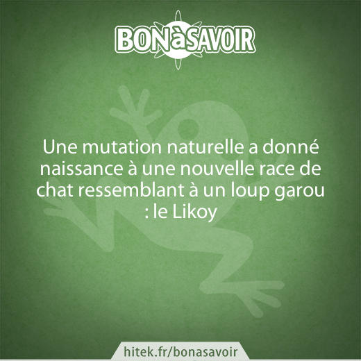 Le Likoy Espece Animal Entre Le Chat Et Loup Garou