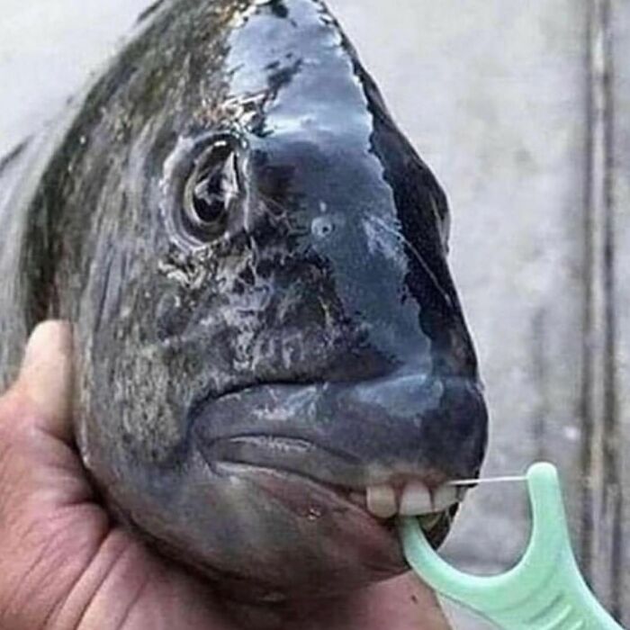 dents de poisson