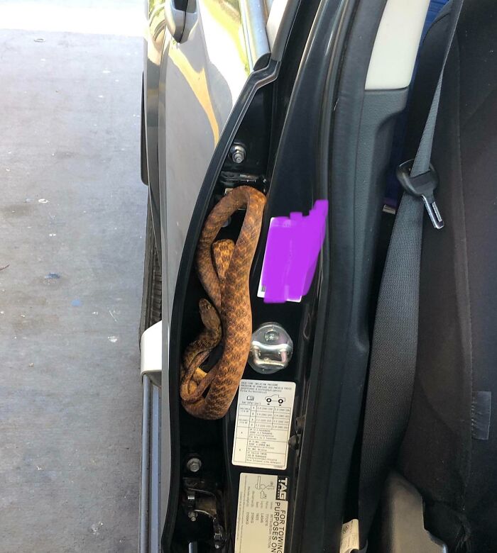 serpent dans une porte