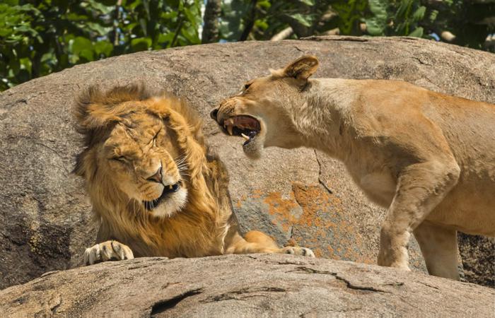 Comedy Wildlife Photography 