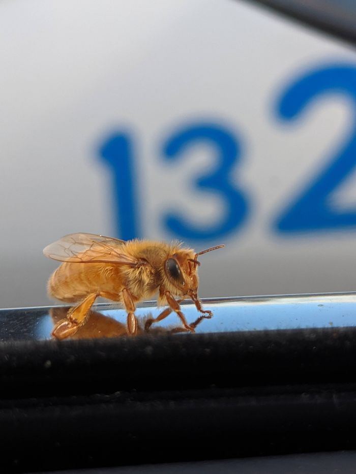 une abeille dorée