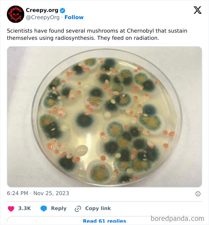 champignons radiations chernobyl