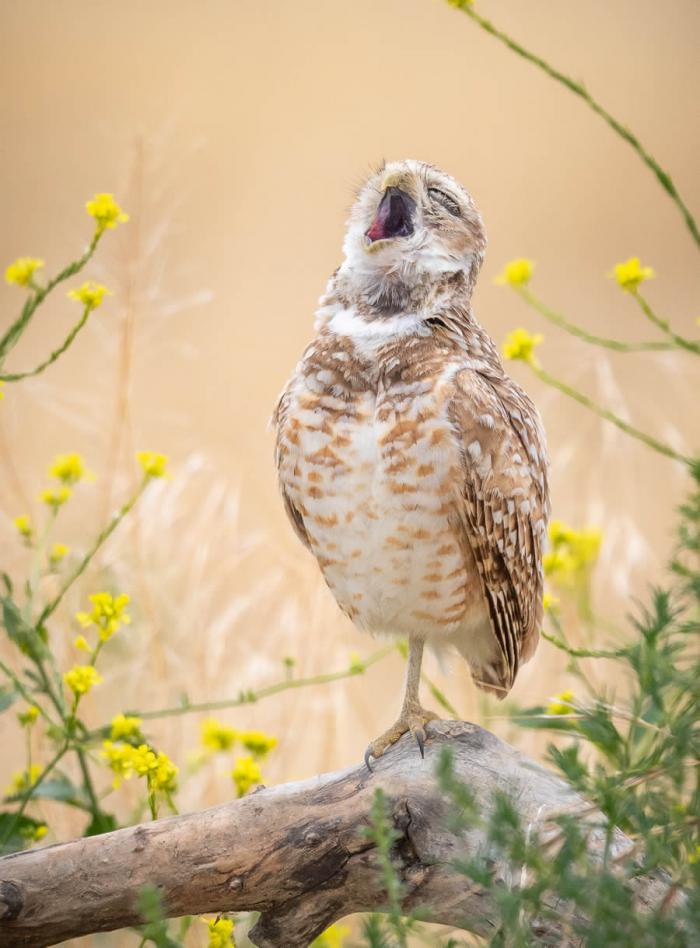 Comedy Wildlife Photography 