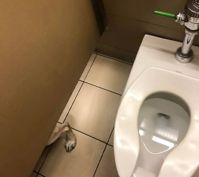 un chien dans les toilettes