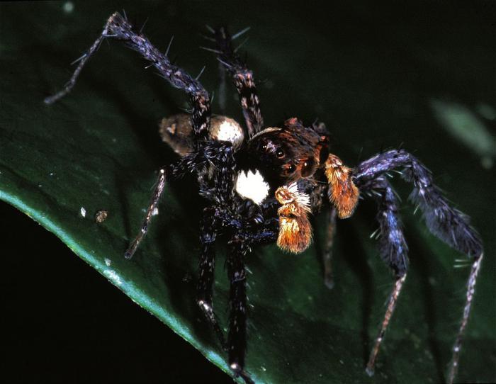 Araignée cannibale 