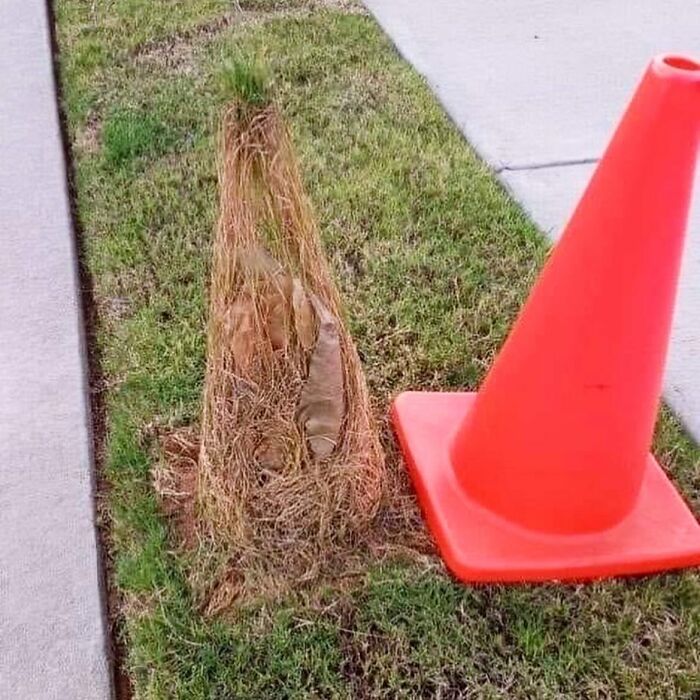 une herbe qui a poussé dans un cone