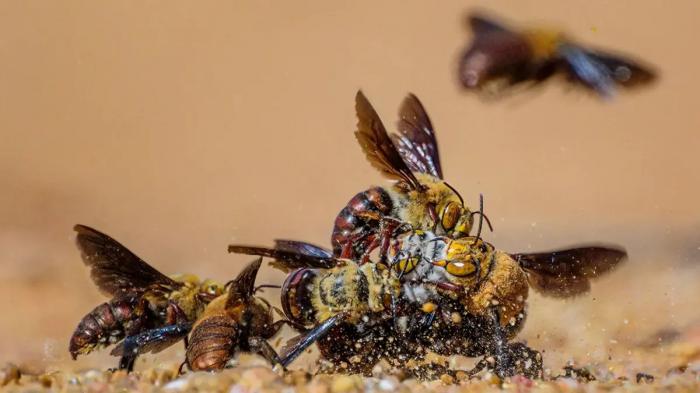 Les abeilles fouisseuses de Dawson mâles se disputent une partenaire