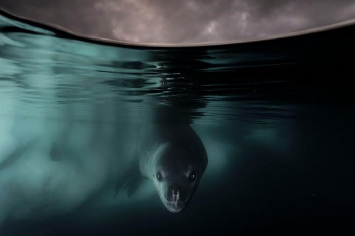 1er prix de la catégorie Monde aquatique/ (Matthew Smith, Royaume-Uni / Australie