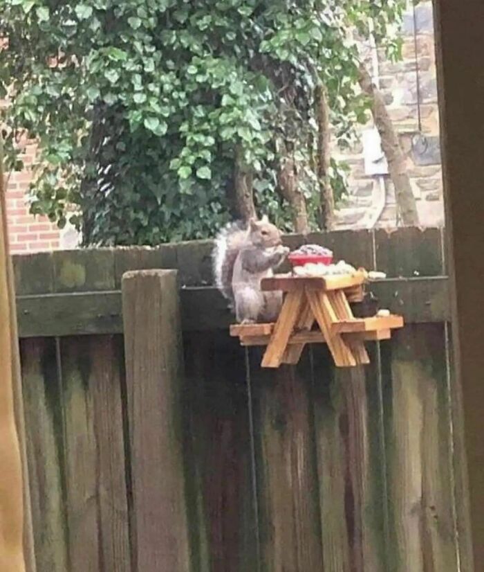 écureuil mange banc