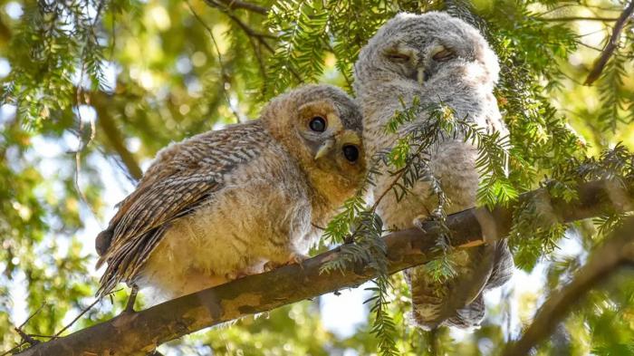 Chouettes hulotte curieuses