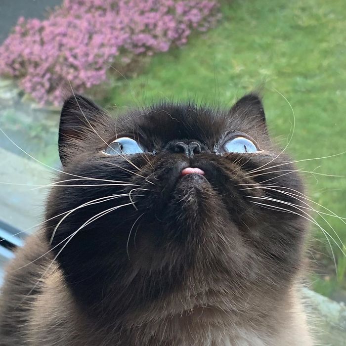 Decouvrez Ikiru Ce Chat Roi De La Grimace Qui A Plus D Abonnes Que Vous Sur Instagram 30 Photos