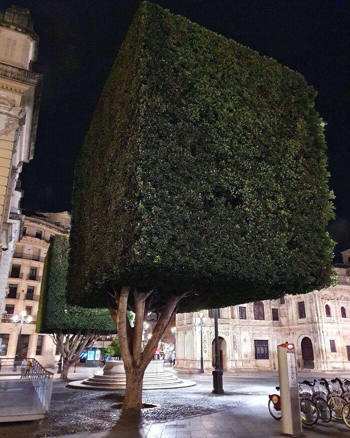 arbre taillé en carré