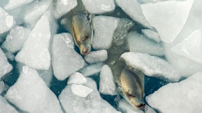 Sérénité des phoques : les phoques crabiers reposent paisiblement au milieu de la glace de mer de Weddell