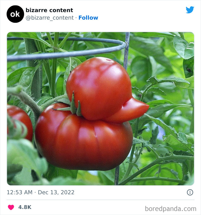 tomate en forme de canard