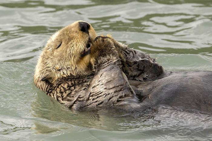 Comedy Wildlife Photography 