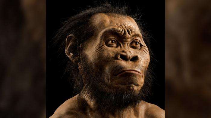 Reconstitution de Homo naledi