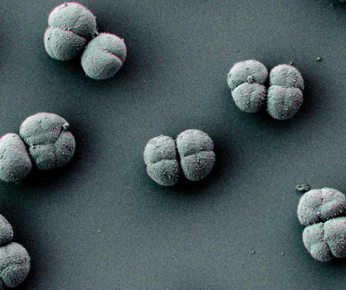 Vue microscopique de deinococcus radiodurans