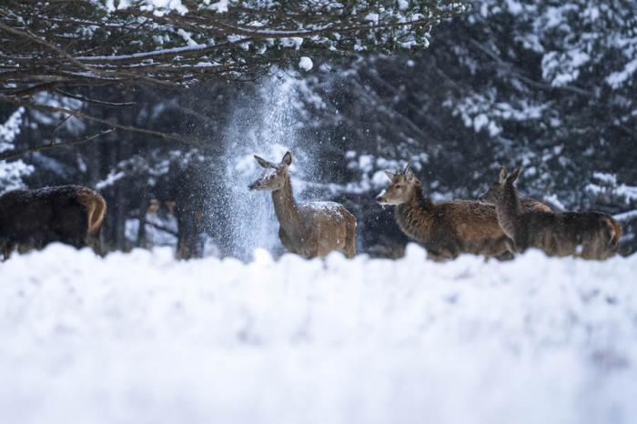 Comedy Wildlife Photography 