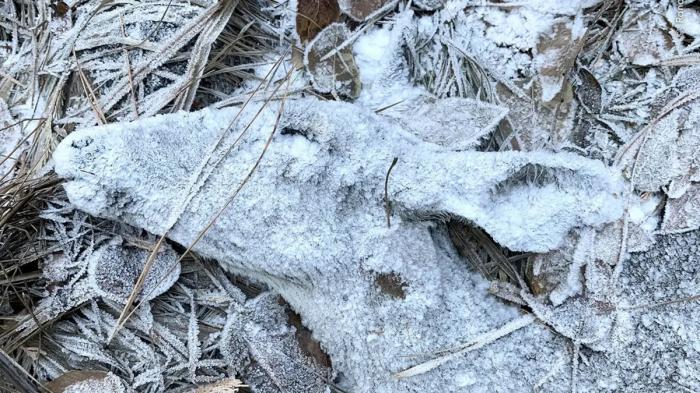 Un cerf couvert de givre gît immobile dans une forêt californienne