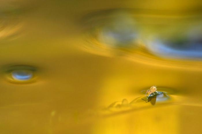 A Springtail On A Golden Lake par Nicolas Dupieux