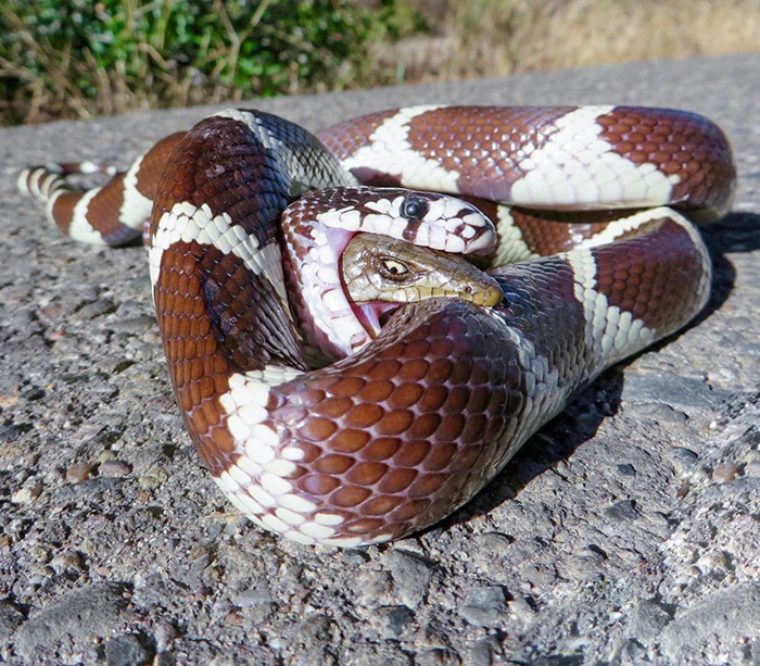 serpent mangé par un serpent