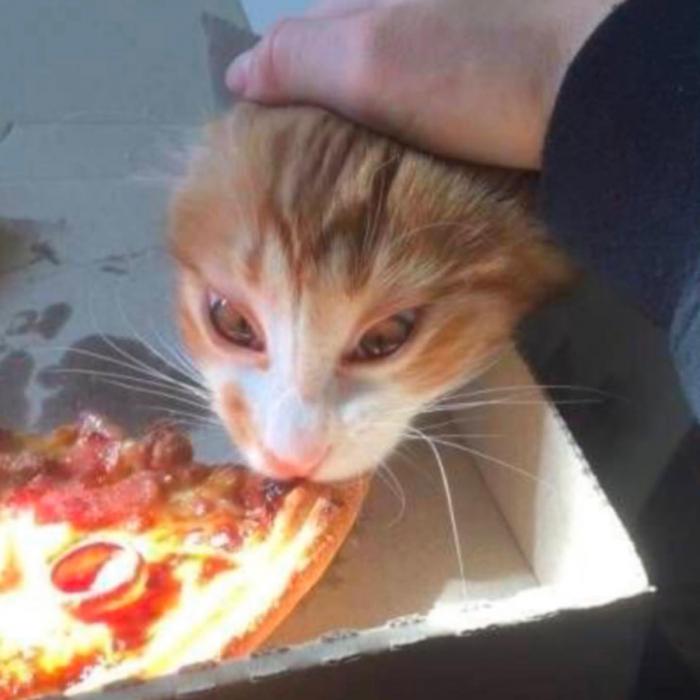 un chat qui mange une pizza 