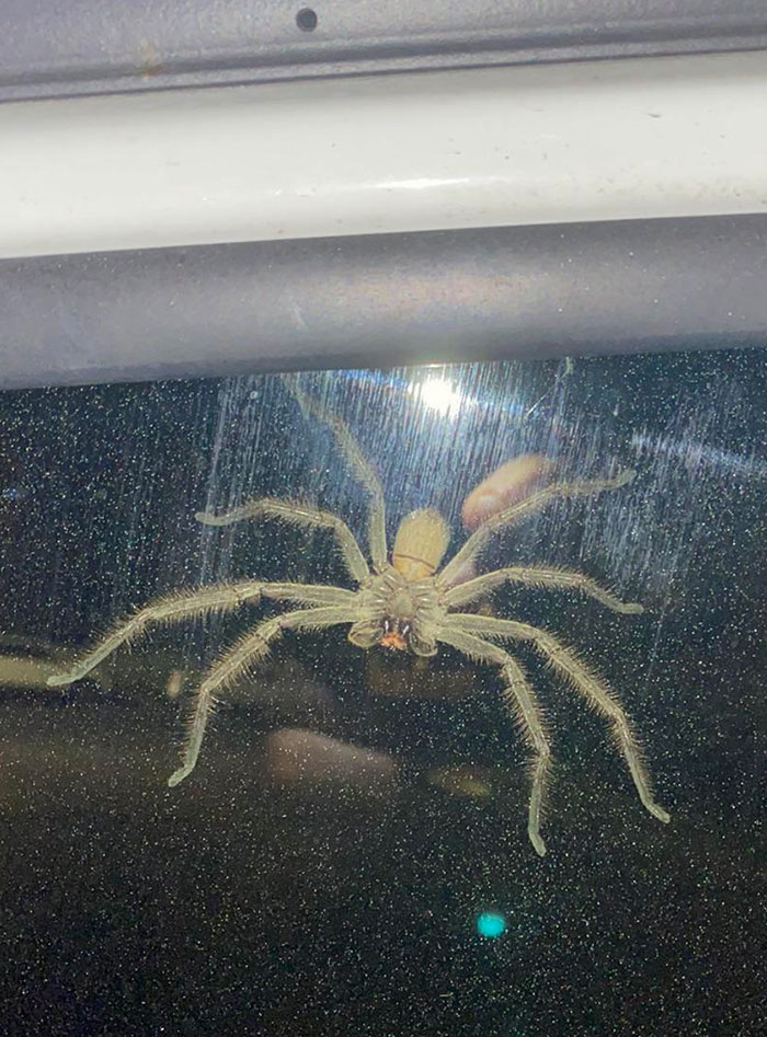 araignée géante sur une fenetre de voiture