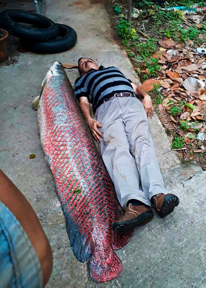 Arapaima gigas