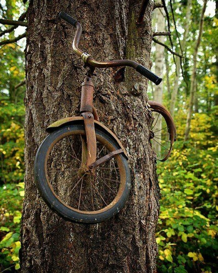 un vélo dans un arbre