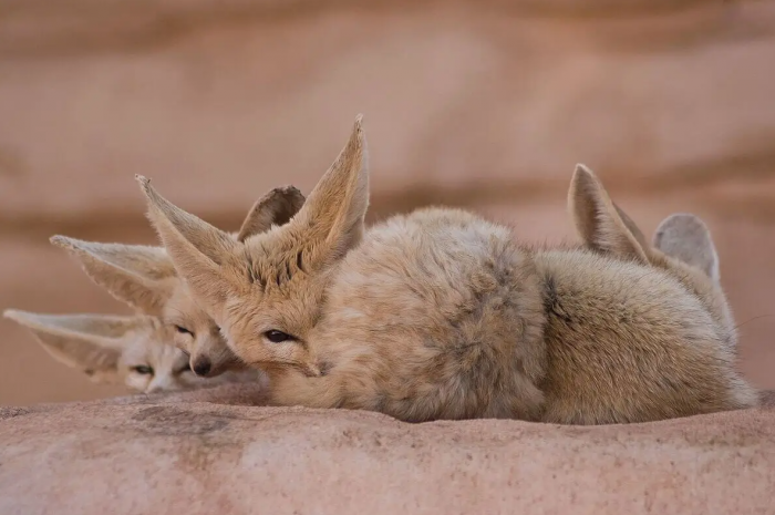 Fennec